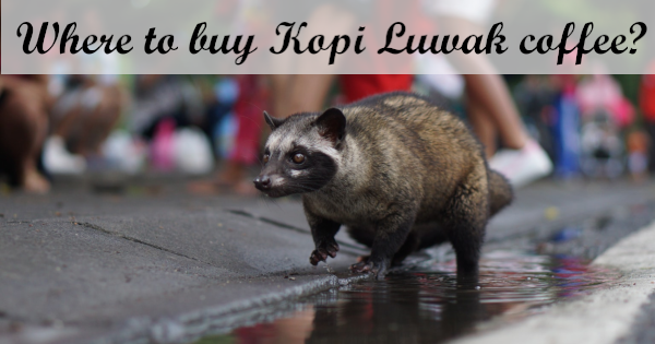 Where to buy Kopi Luwak